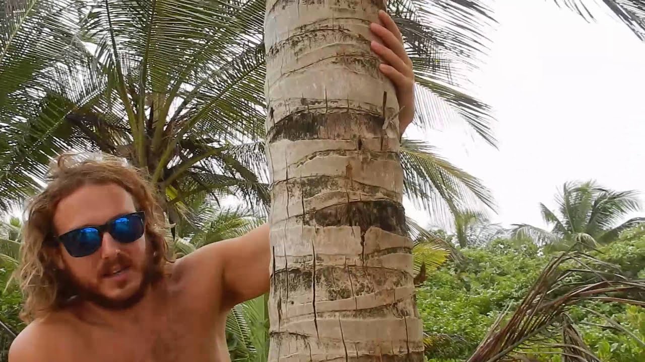 How to Climb a Coconut Tree (with Instructions)