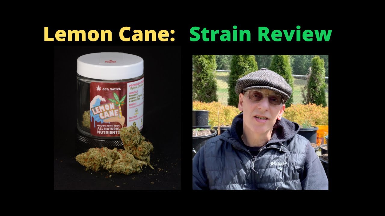 Lemon Cane from Sweet Water Farms Cannabis Strain Review