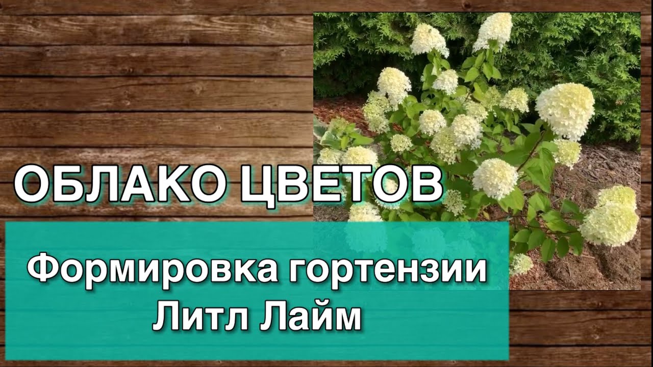 Обрезка Гортензии метельчатой Литл Лайм