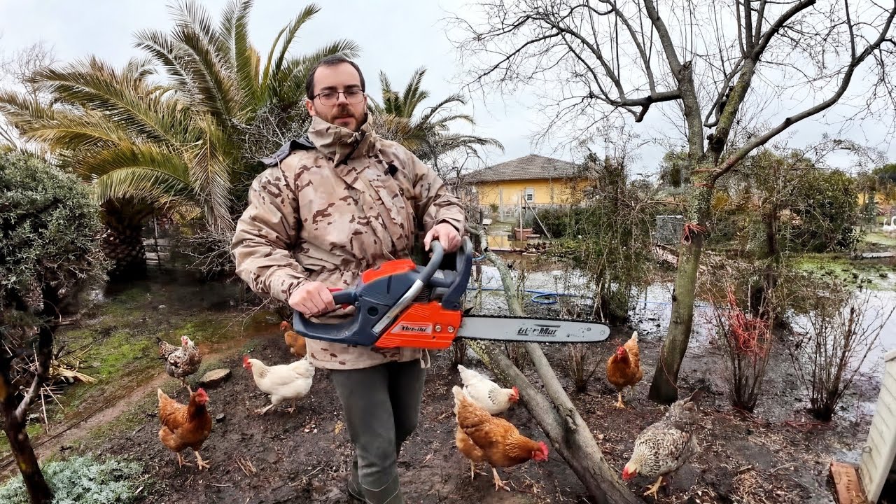 Estrenando mi nueva motosierra con un árbol caído en la última tormenta.