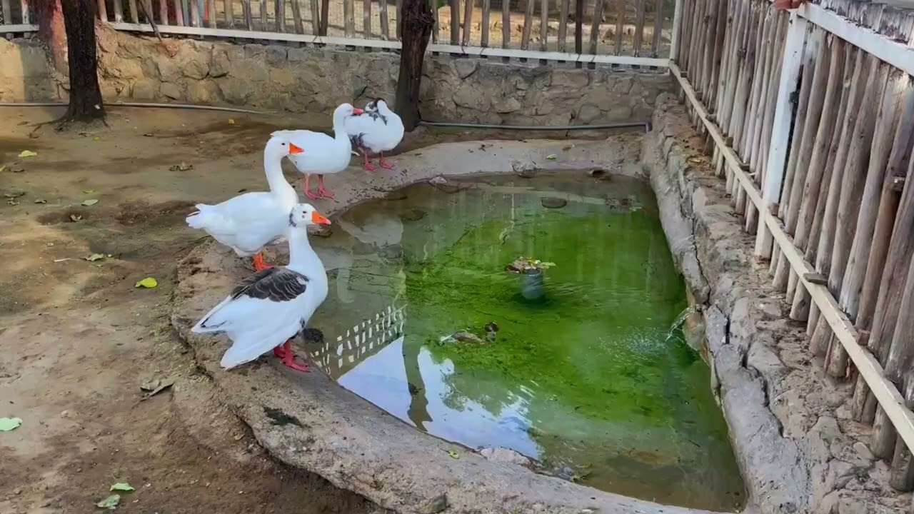 Lambayeque: La Biodiversidad de la Región
