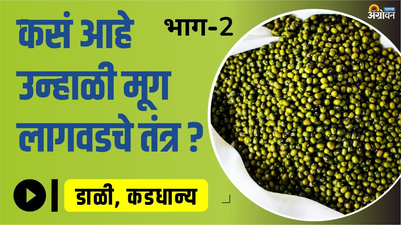 Unhali Mug Lagwad कशी करावी जाणून घ्या | Unhali Mug Lagwad Mahiti | Agrowon | ॲग्रोवन