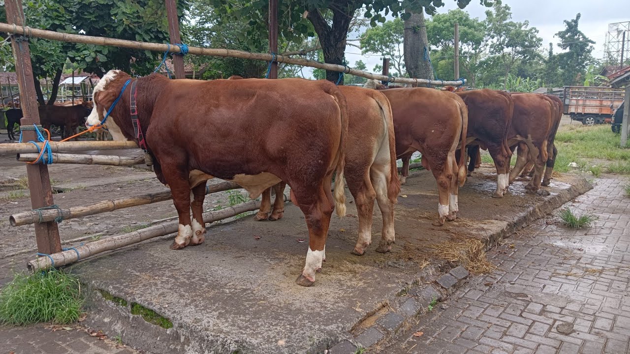 Harga sapi bakalan jantan pak prio pasar hewan Muntilan November 2025