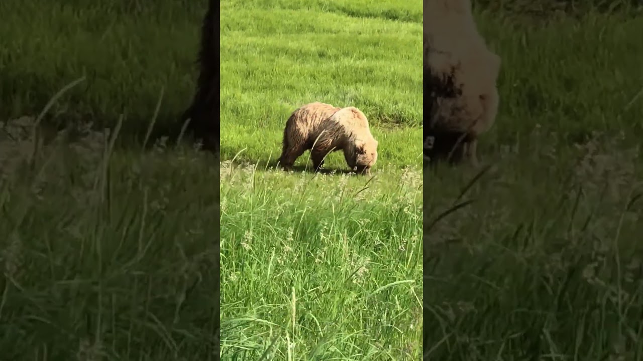 7 weird facts about bears