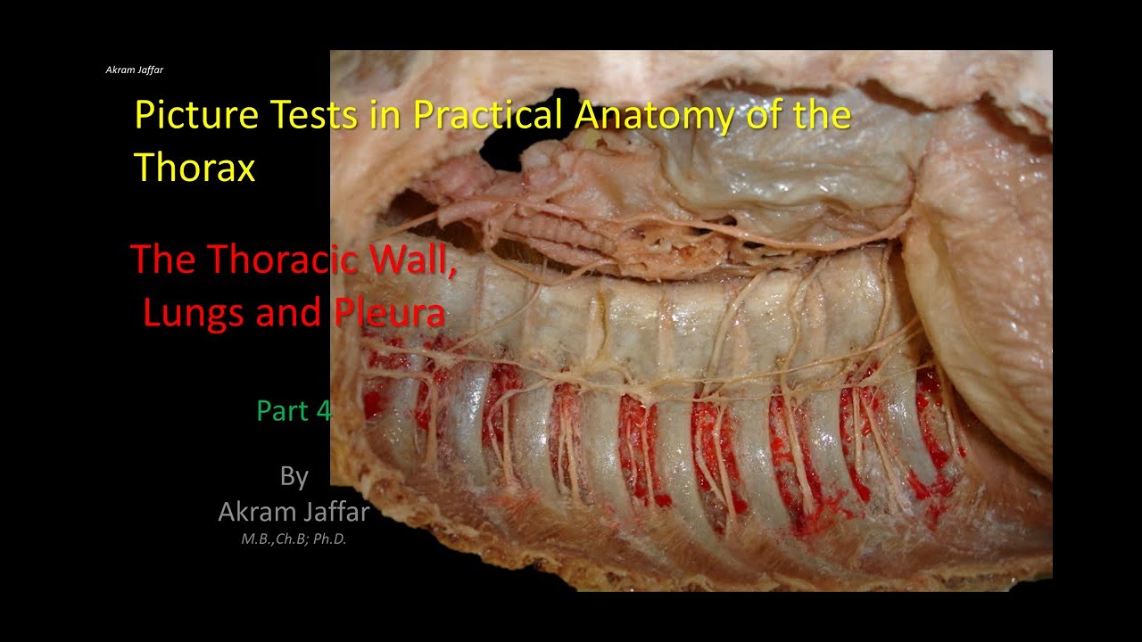 Picture Tests in Anatomy - Thorax - Wall and Lung 4 + Anki flashcards