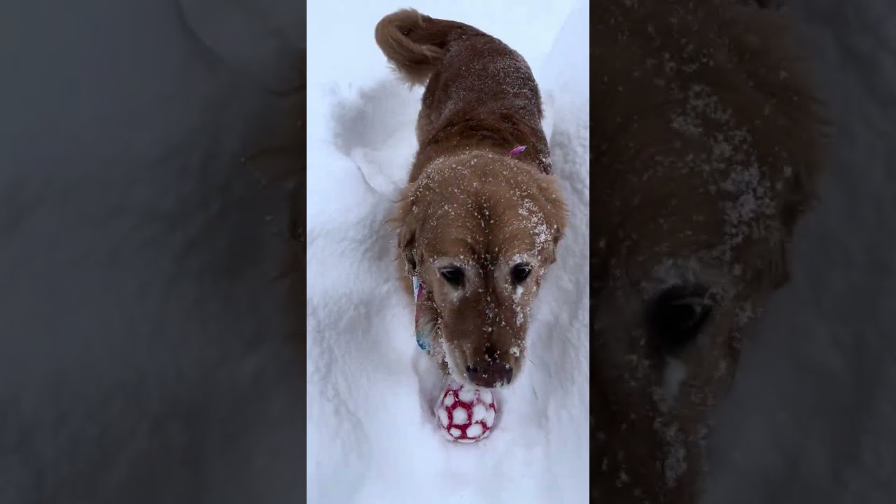Lots of new snow+a new ball!!!