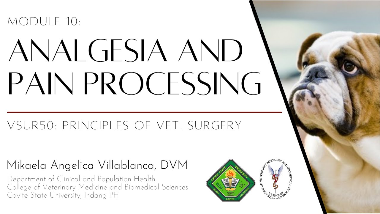 VSUR50 Module 10 Analgesia and Pain Processing