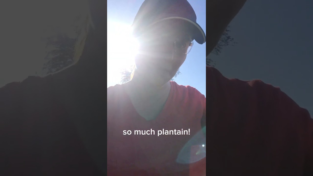 #foraging my #yard #food #plants #plantain #health #nature #natural #find #shorts #farmlife