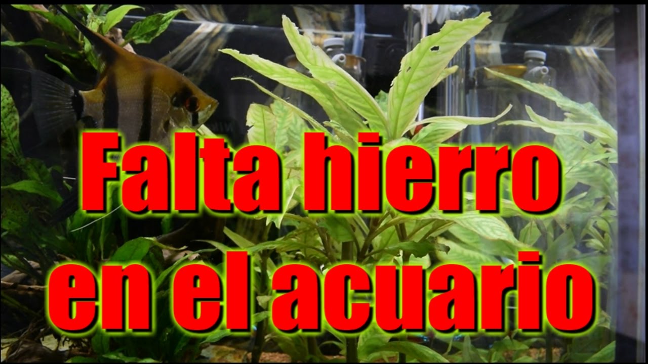 Falta hierro en el acuario