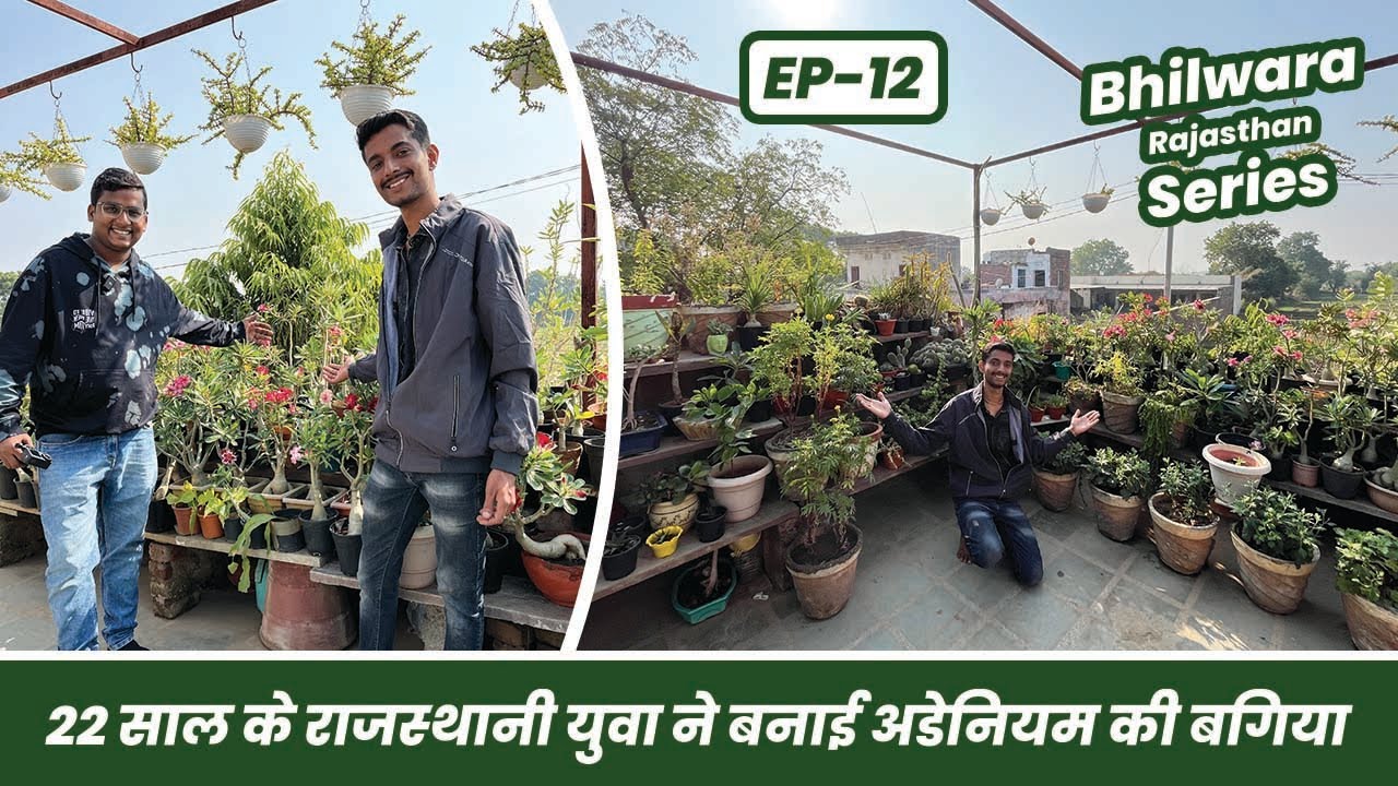 मिलिए भीलवाड़ा के 22 साल के अडेनियम एक्सपर्ट से 😱🌸🪴 Adenium Expert of Bhilwara EP-12