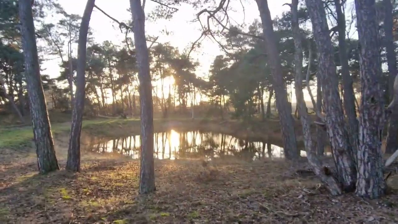 Wekeromse Zand, Silent hiking, Lunteren, Veluwe - Gelderland, the Netherlands