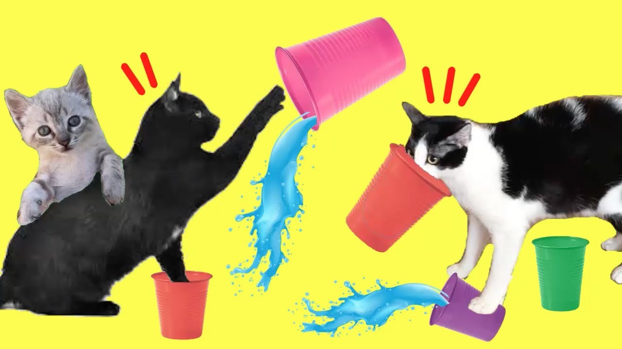 Gatos Luna y Estrella en el desafío de vasos con comida y agua / Videos de gatitos