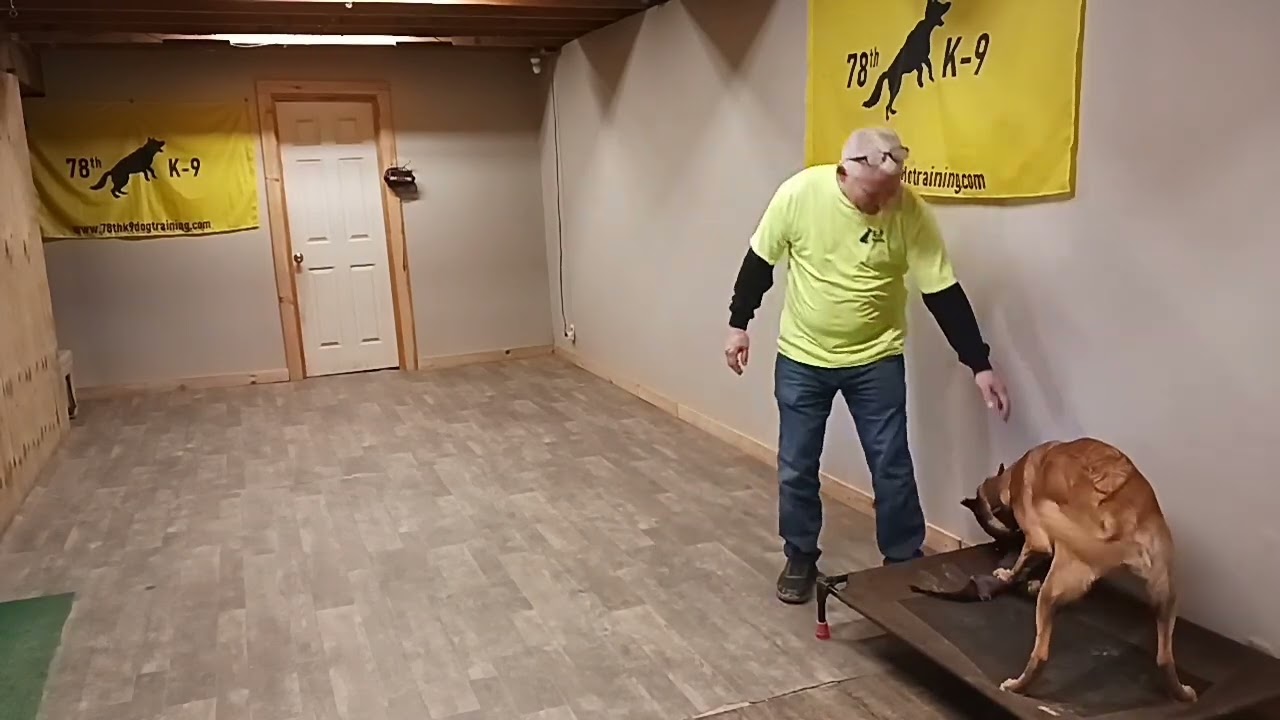 Building Impulse Control With Echo #belgianmalinois #dogtraining #fun #dog