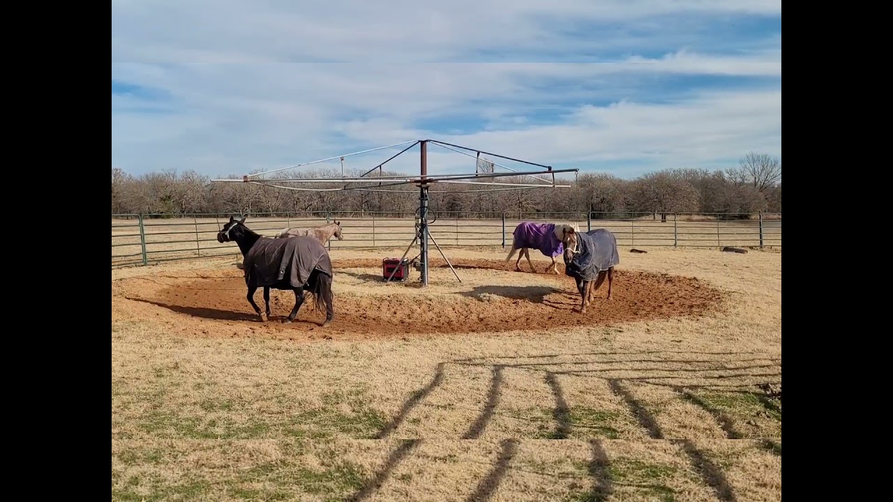 Benefits of a Horse Walker!