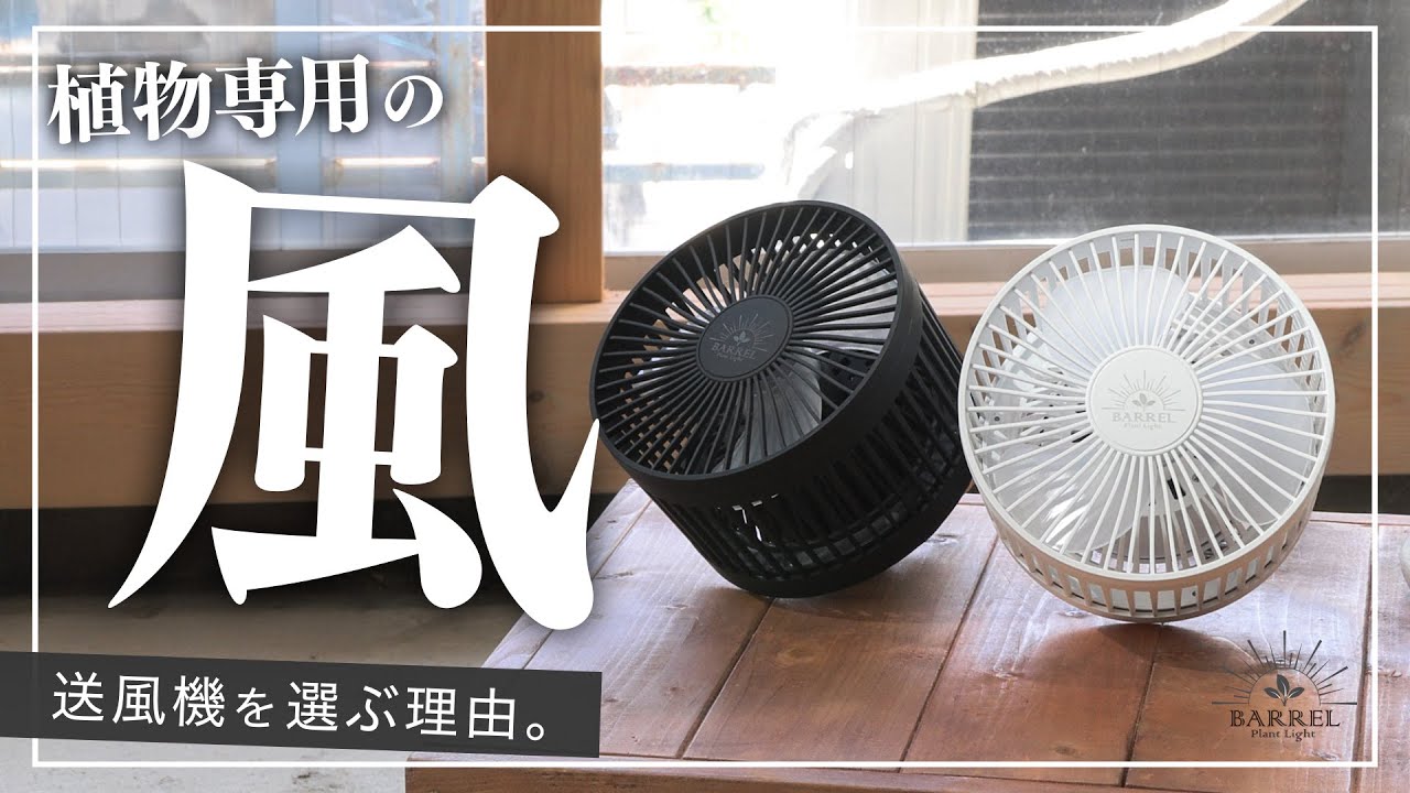 【もう迷わない】室内植物が弱る本当の原因！意外と知らない「風」の重要性とは？