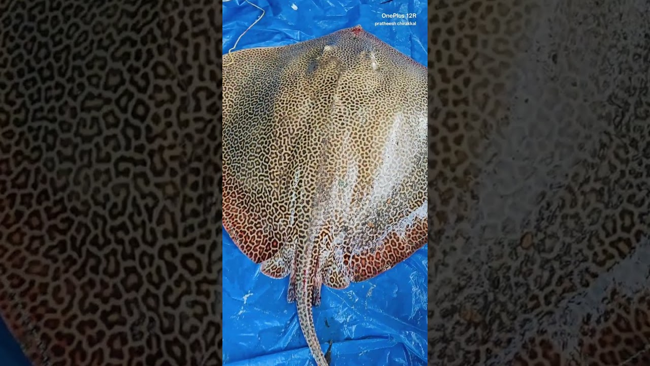 വൈപ്പിനിലെ ചീനവല കാഴ്ചകൾ കണ്ടാലോ? #shortsfeed #fishinglife #seafood #vypin 