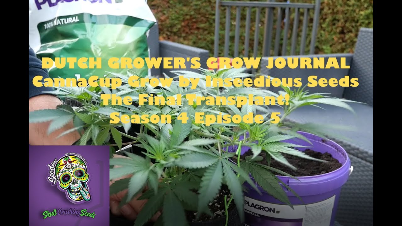 DUTCH GROWER'S GROW JOURNAL / Indoor CannaCup Grow / Final Transplant / Season 4 Episode 5