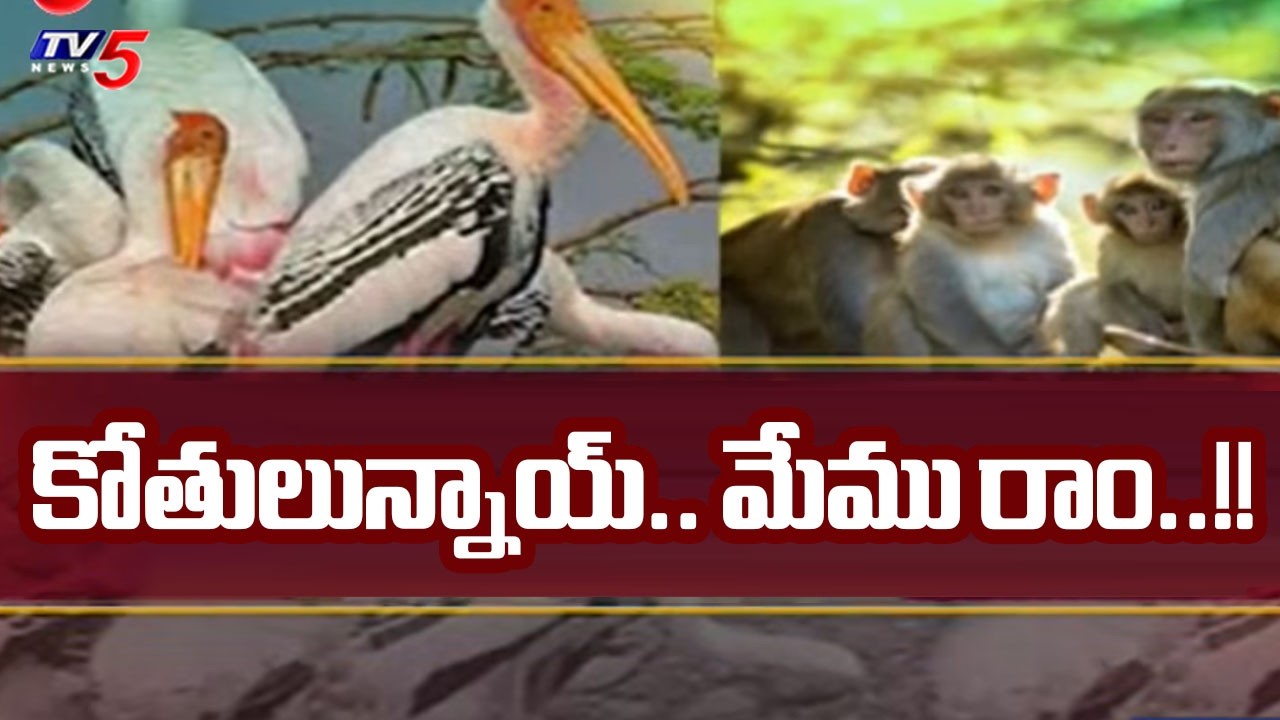 కోతులున్నాయ్.. మేము రాం..!! | TV5 Ground Report on Cyberian Birds in Chantapalli Village |TV5 News