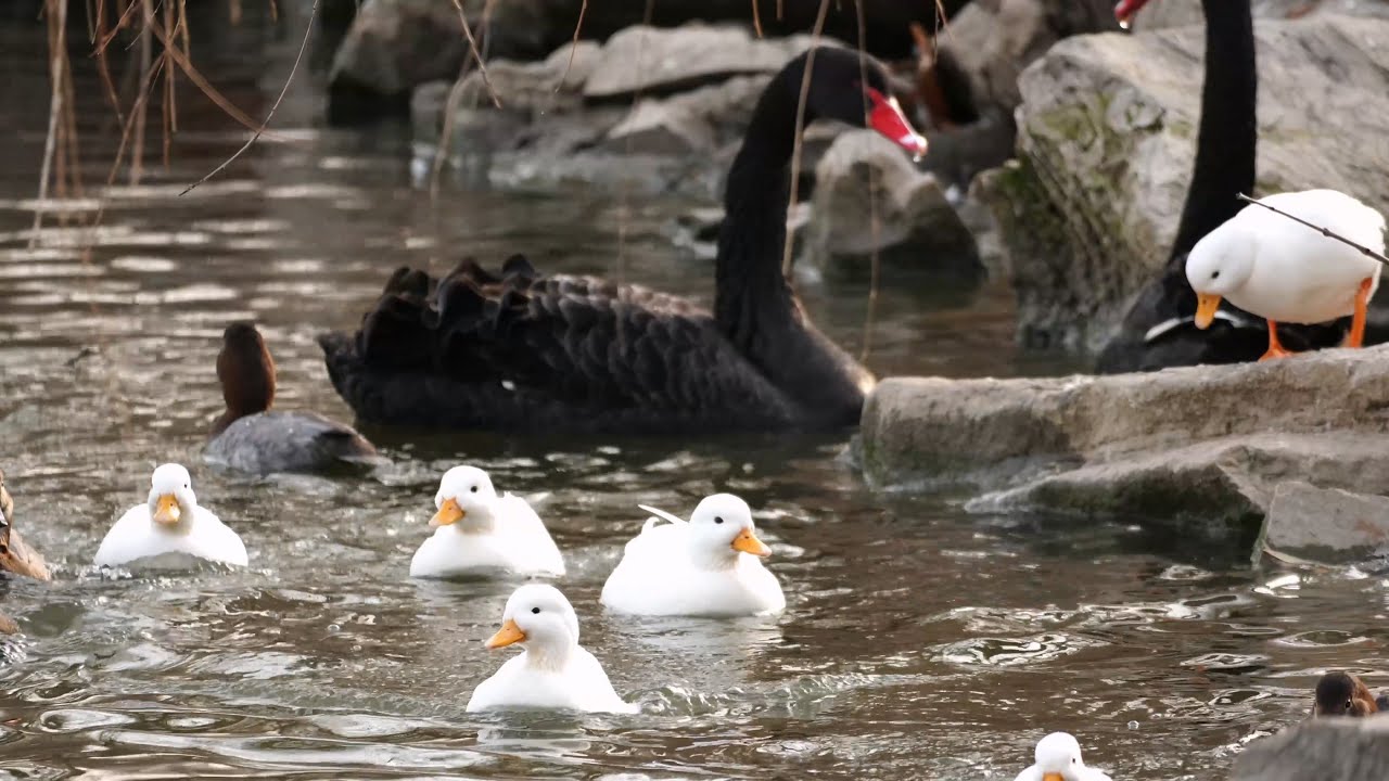 Just Ducks, Water Birds, and Time Slowly Passing at Tianjin Zoo