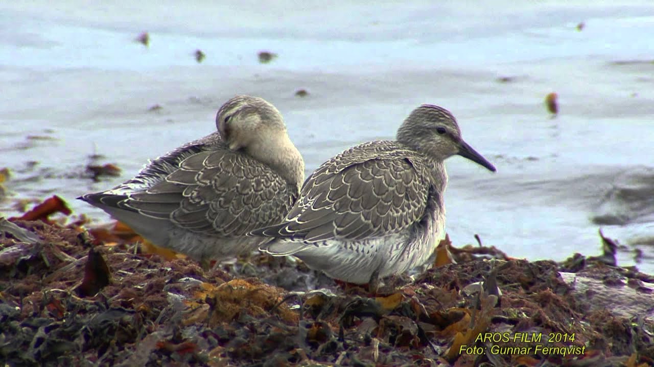 KUSTSN&Auml;PPA  Red Knot  (Calidris canutus)  Klipp - 1395
