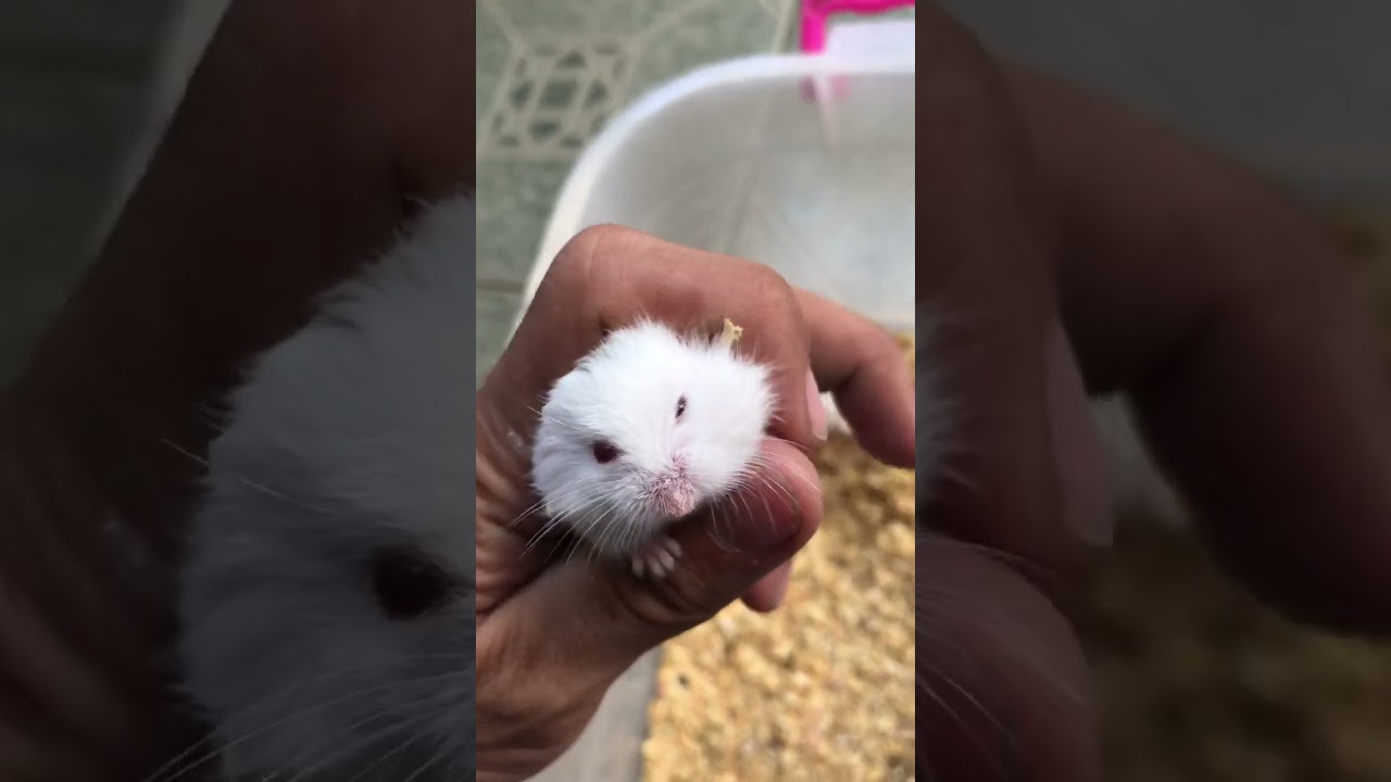 Tutorial : Roborovski breeding for red eye