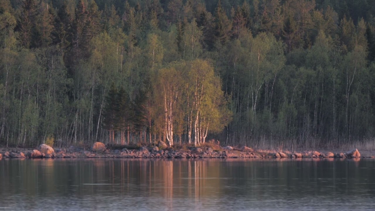 Northern Swedish Spring: 1 Hour of Serene Nature Footage for Relaxation and Meditation