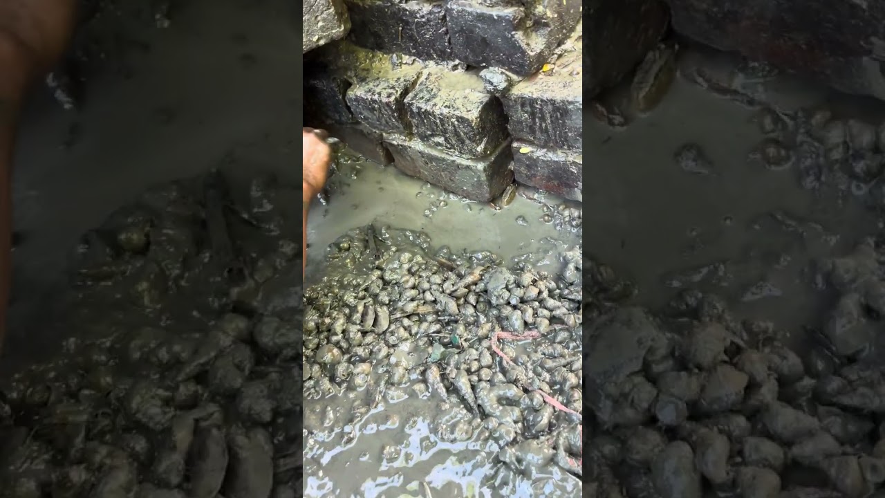 Village boys catching fish with their hands from the mud