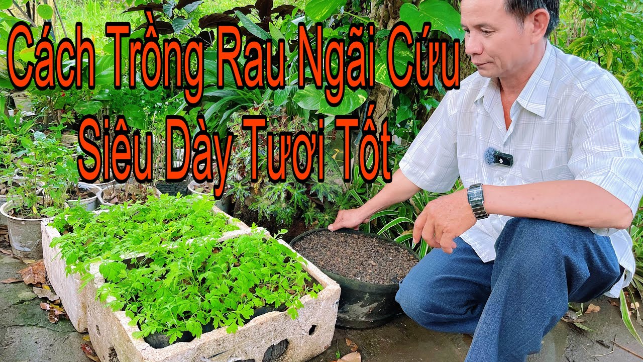 Bí Quyết Trồng Rau Ngãi Cứu Siêu Dày Siêu Tốt Không Bị Chết Có Dùng Quanh Năm 