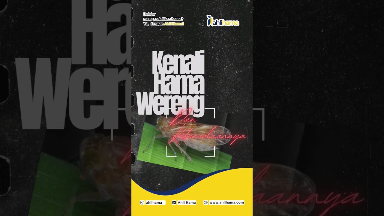 Apa itu Hama Wereng? - Ahli Hama #training #pertanian #hama
