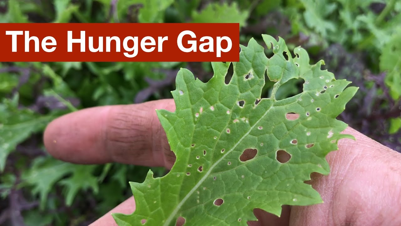 Still Struggling with the Hunger Gap