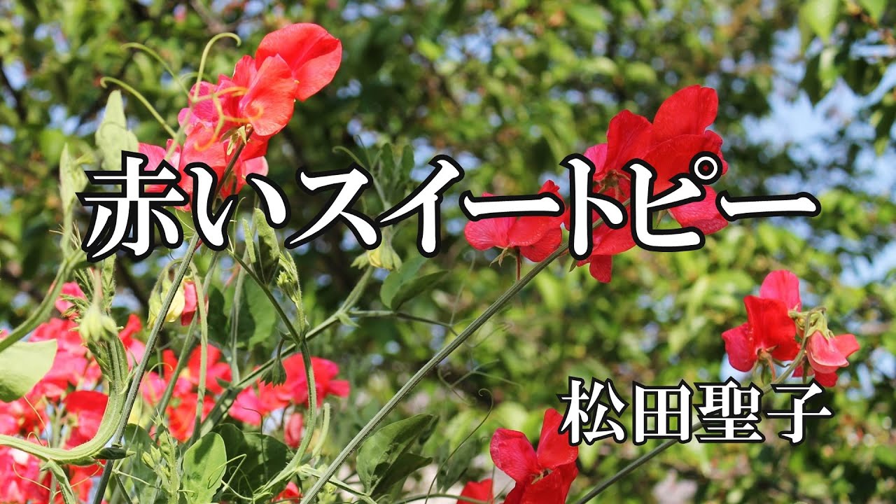 赤いスイートピー / 松田聖子 (歌詞入り)