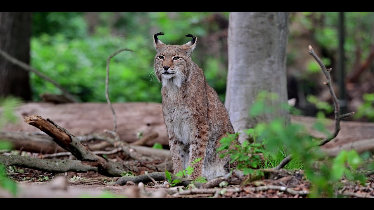 Eurasian Lynx - Europese Lynx 2020