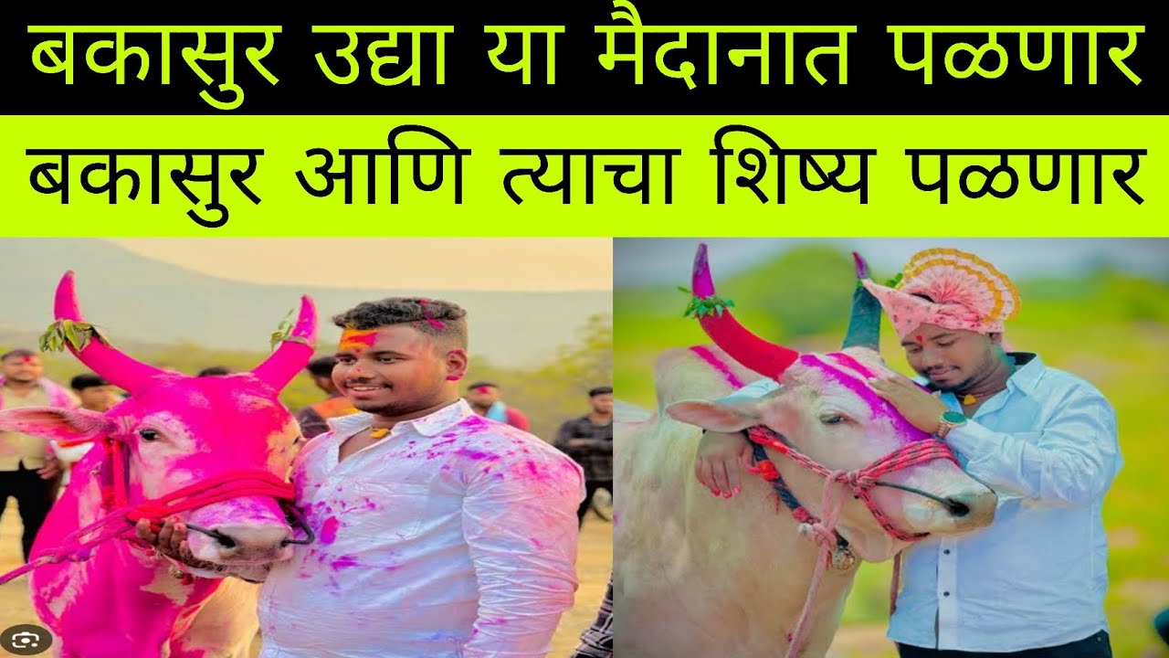 बकासुर उद्या या मैदानात पळणार बकासुर आणि त्याचा शिष्य पळणार उद्या कुंभेश्वर केसरी मैदानात 
