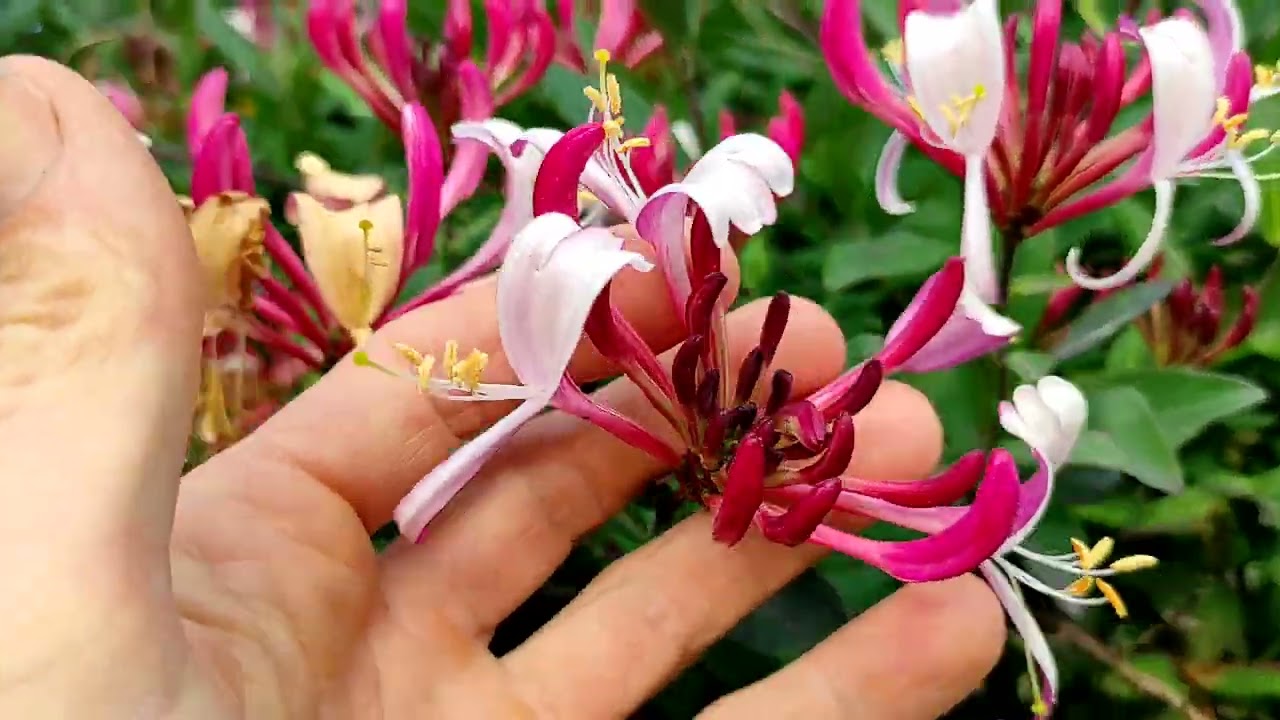 Caprifogli e lonicere rampicanti, profumi e colori in giardino