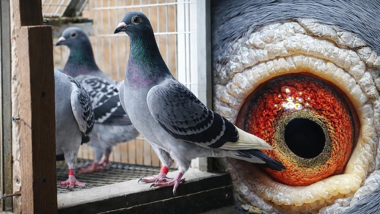 Yarış Güvercinleri Kümes İçinde Alev Alev! 🔥 Form Zirvede! #shorts #pigeon #kabootar #güvercin #fly 