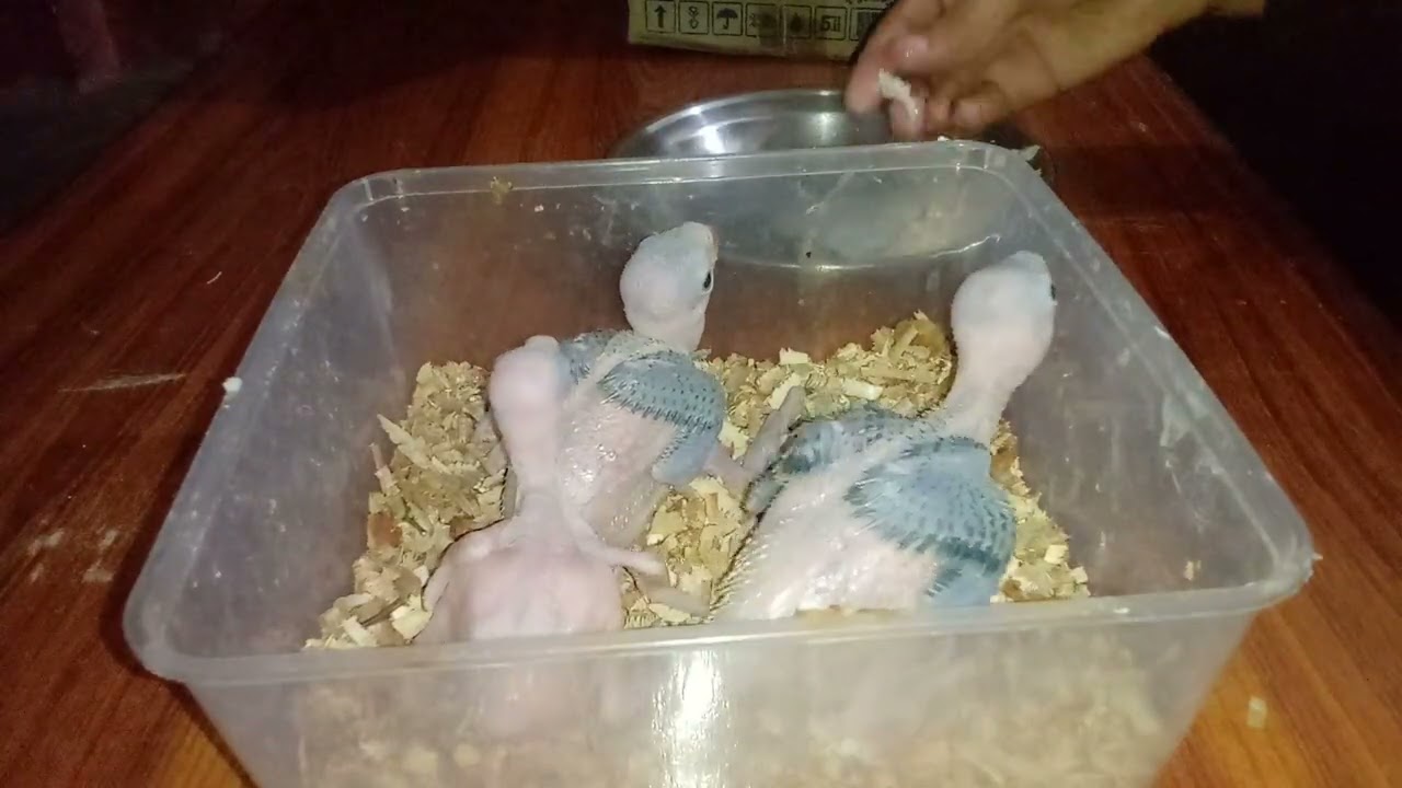 How to feed ringneck parrot chicks | parrot babies eating milk bread 🍞 