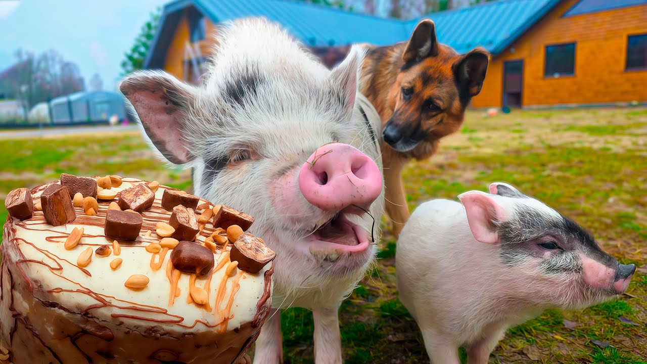 Experience FREEDOM in RURAL Life! 🐔Animals live freely without fences.🍰 Making a Delicious Snicker