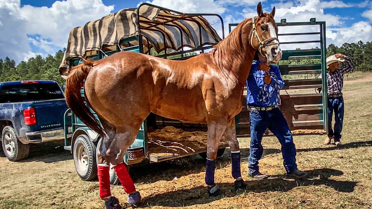 Que Belleza  De Cuacos | Gran Revancha | El Carnal Vs El Cometa, San Antonio De La Cruz Durango Mex.