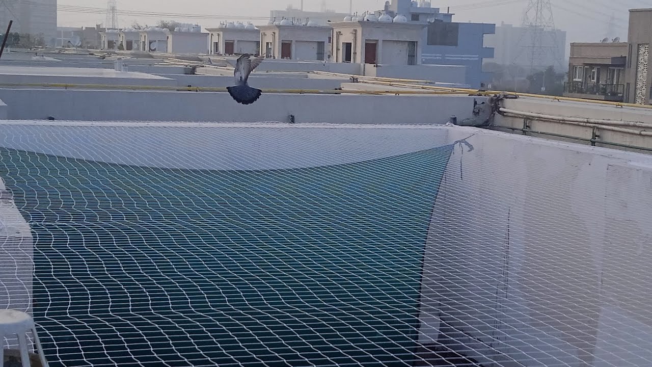Best anti bird net in gurgaon price per square feet