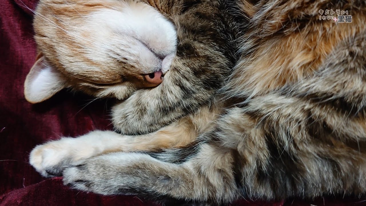 猫の鼻が可愛くてしかたない