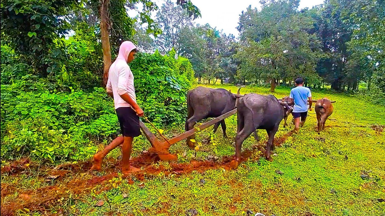Hal chalaye ham log||