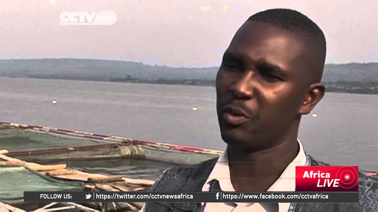 Cage fish farming gives hope to Ugandan fishermen