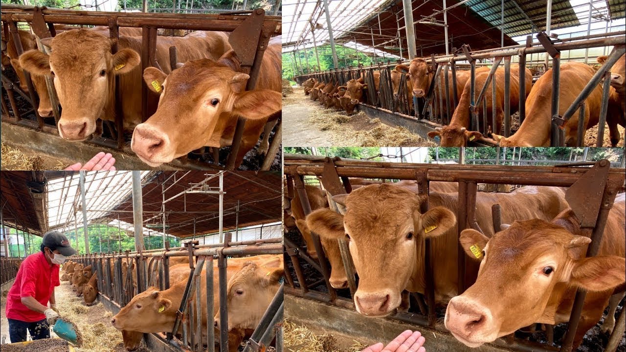 😍South Korea Ka Cow🐄 Farm Kaisa He ? Cow Farm South Korea🇰🇷