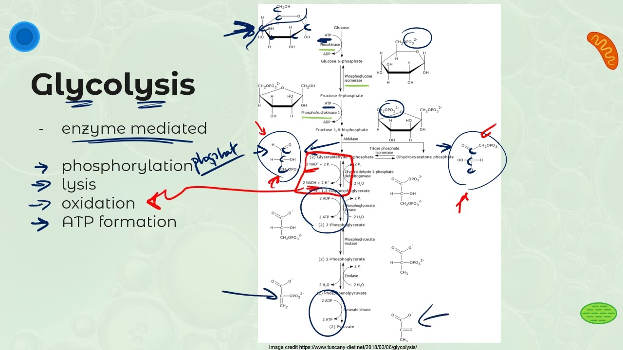 IB DP Biology C1.2 Cell respiration  - AHL