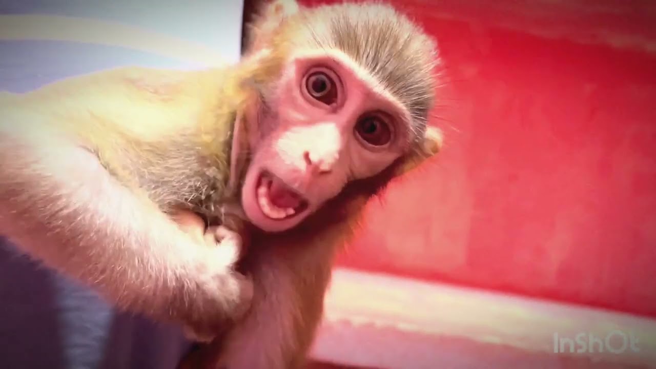Monkey baby playing video and playing traning tips