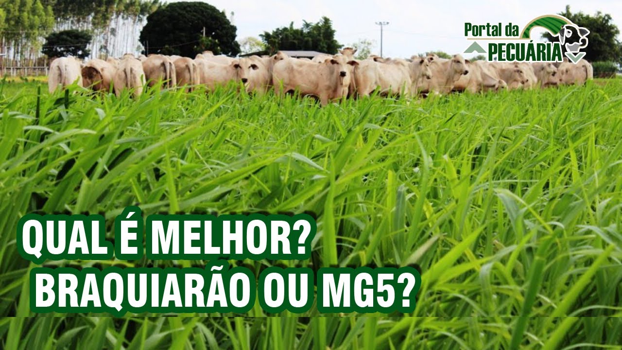 Qual é melhor? Braquiarão ou MG5?