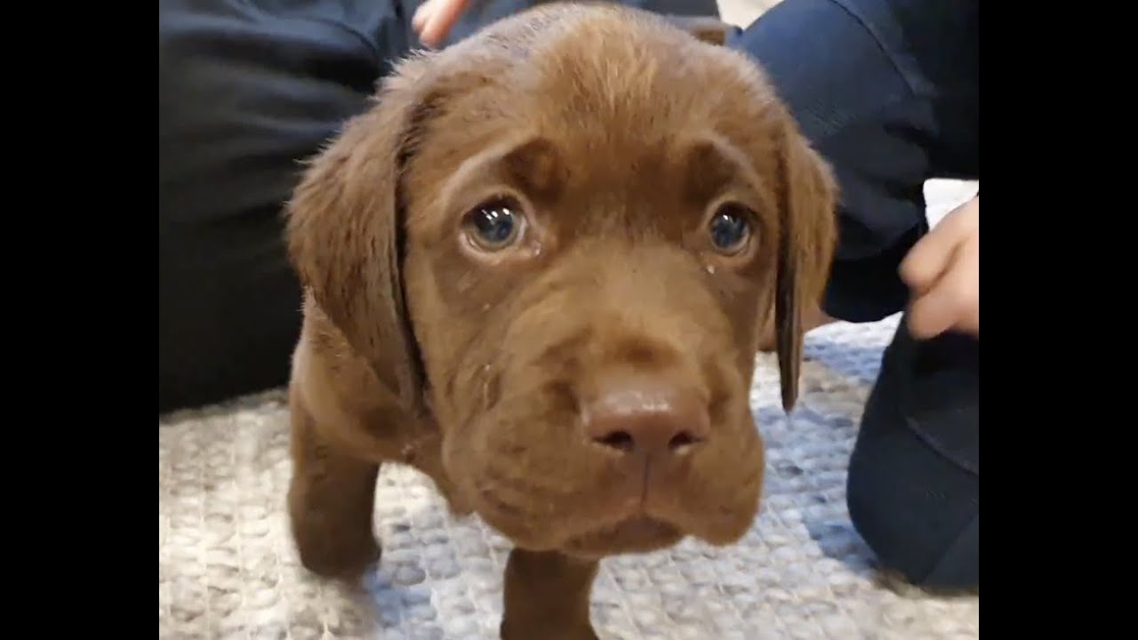 Jake The Chocolate Labrador Puppy 8-Weeks Old