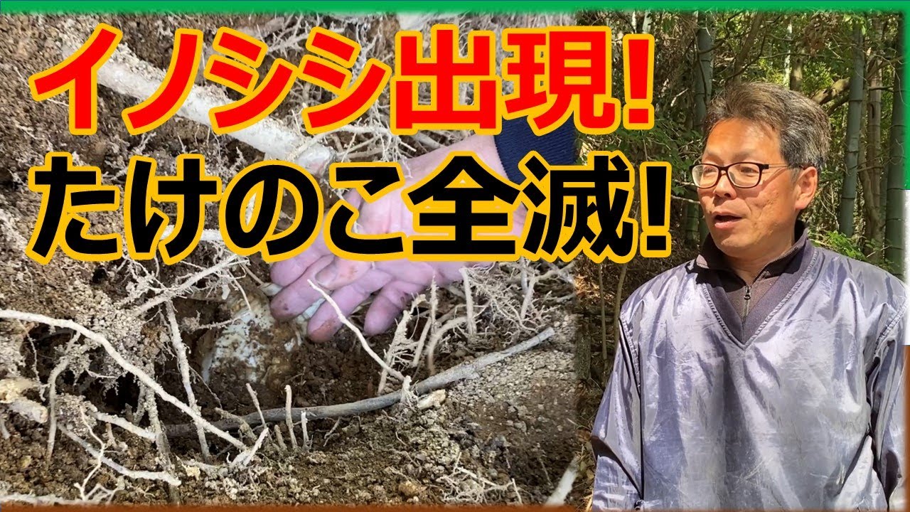 イノシシ出現！たけのこ全滅！