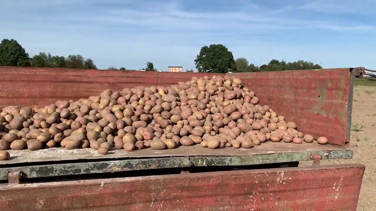 Kopanie Ziemniaków  ☆URSUS C-330 W AKCJI ☆Polskie Wykopki!