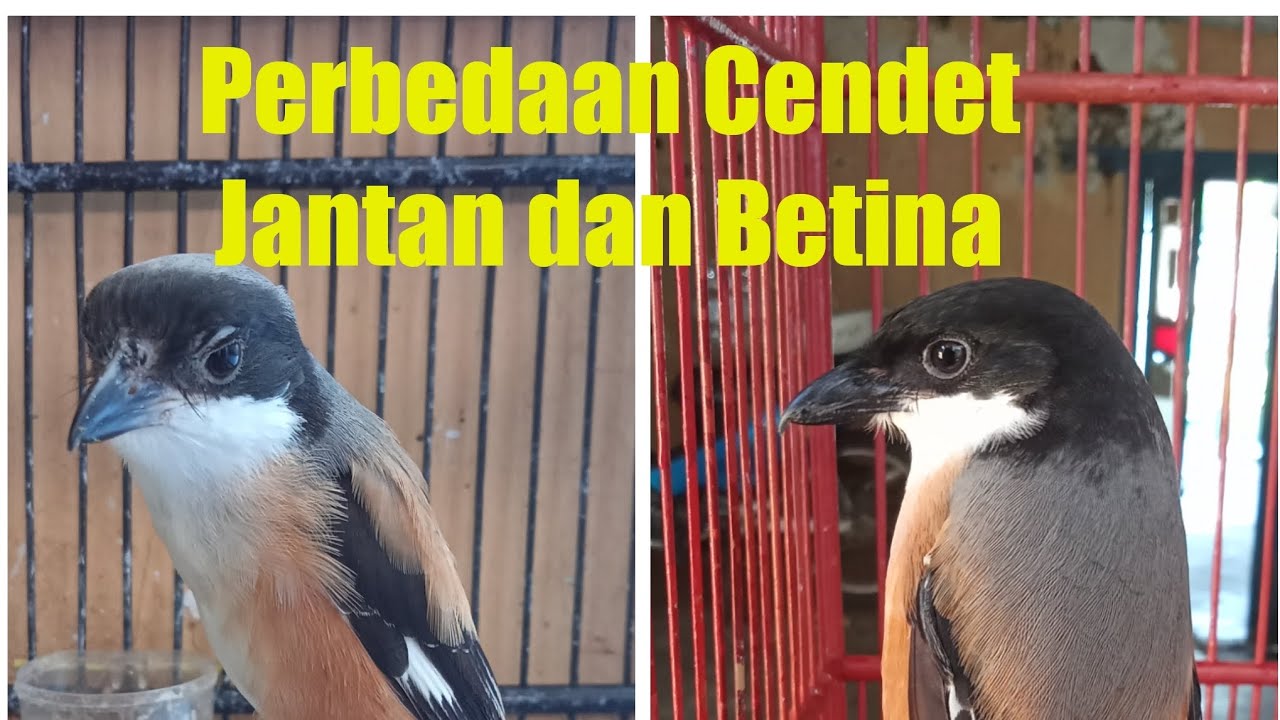 Harus tau, Perbedaan Cendet lepas trotol jantan dan betina usia 7bulan #burung #cendet  #kicaumania